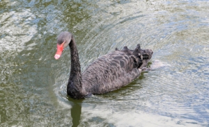 Black Swan