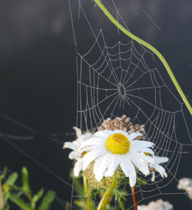 Flower Web