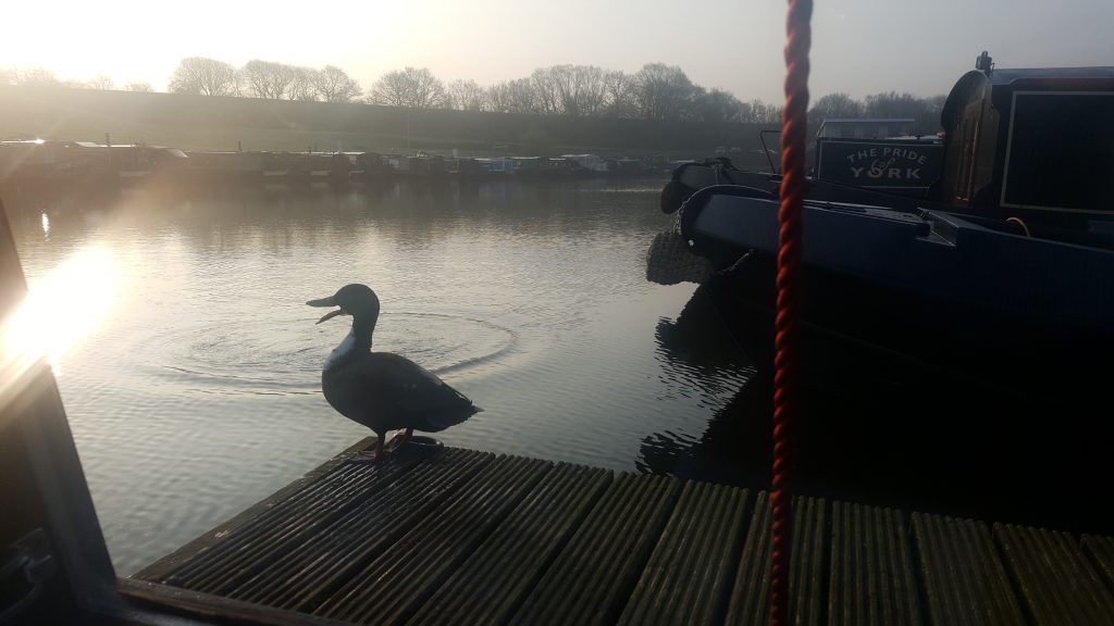 Duck at reedley marina