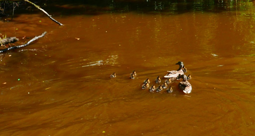 ducklings on the Leeds Liverpool