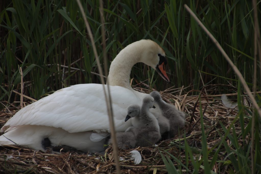 Cygnets just hatched , Rufford Branch