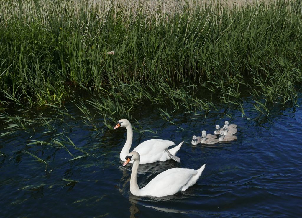 Proud Mum and Dad with cygnets on the Rufford Branch